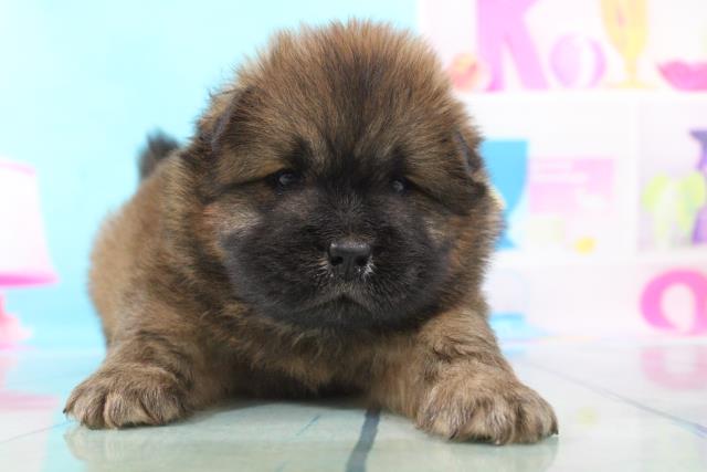 チャウチャウの子犬一覧 ペットショップcoo Riku