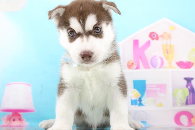 シベリアンハスキーの子犬一覧 ペットショップcoo Riku シベリアンハスキーの子犬一覧 ペットショップcoo Riku