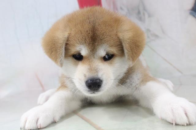 秋田犬 ペットショップcoo Riku 秋田犬 ペットショップcoo Riku