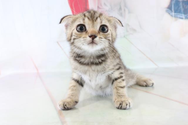 沖縄浦添店のご案内  浦添市港川  ペットショップCoou0026RIKU