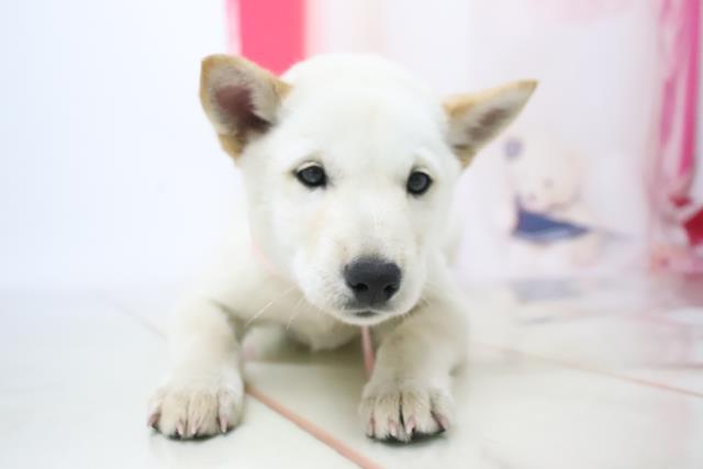 ペットショップcoo Riku 北海道犬