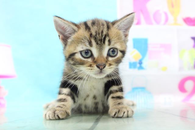 池袋のペットショップまとめ 爬虫類や人気の小動物 犬 猫 販売店を紹介 Travel Star