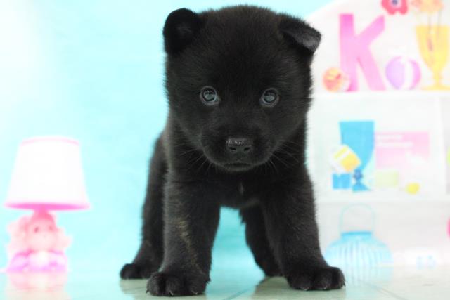 ペットショップcoo Riku 甲斐犬 ペットショップcoo Riku 甲斐犬