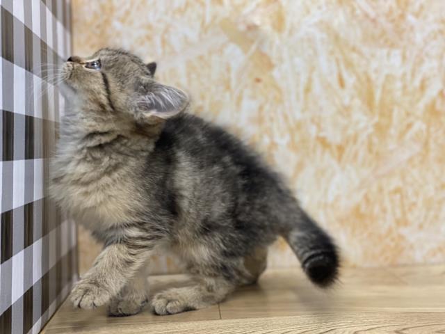 保護猫一覧 ペットショップcoo Riku
