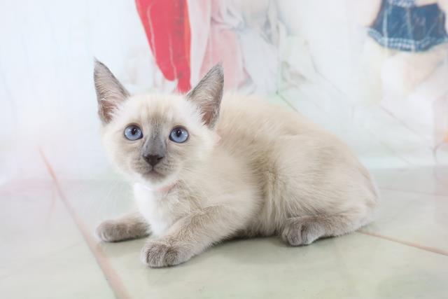 トンキニーズの子猫一覧｜ペットショップCoo＆RIKU