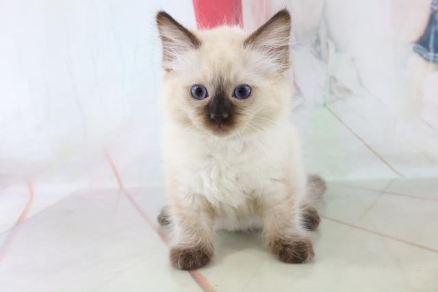 ペットショップCoo&RIKU ラグドール