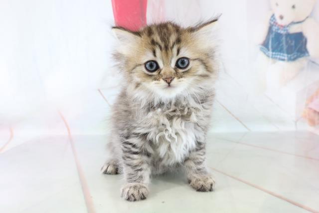 熊本県のペルシャ (Coo&RIKUイオンモール宇城店/2021年8月29日生まれ/女の子/シェーデットゴールデン)の子猫