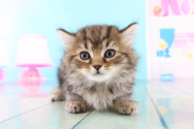 ペットショップCoo&RIKU マンチカン