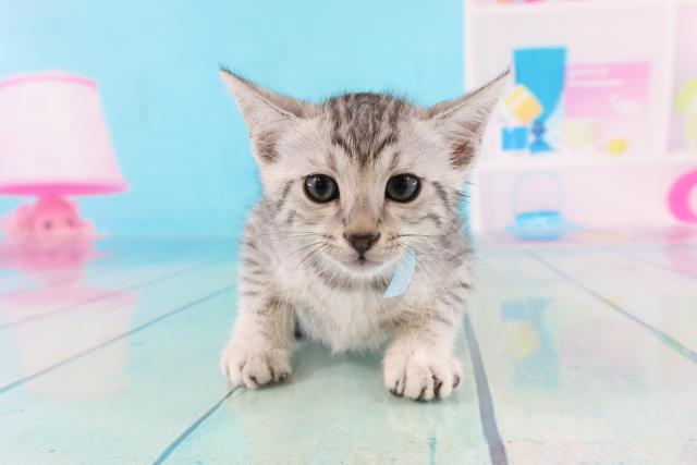 エジプシャンマウの子猫 オス 筑西店 ペットショップcoo Riku エジプシャンマウの子猫 オス 筑西店 ペットショップcoo Riku