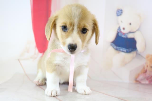 ウェルシュ コーギーの子犬一覧 ペットショップcoo Riku