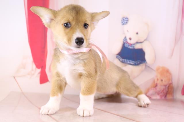 ウェルシュ コーギーの子犬一覧 ペットショップcoo Riku