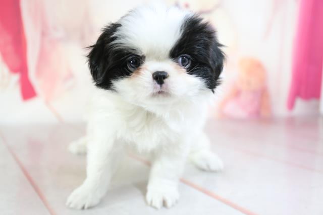 ペットショップcoo Riku 狆