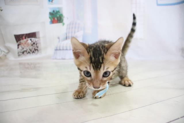 ペットショップCoo&RIKU ベンガル