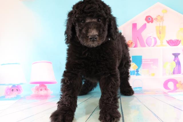 スタンダードプードルの子犬一覧 ペットショップcoo Riku