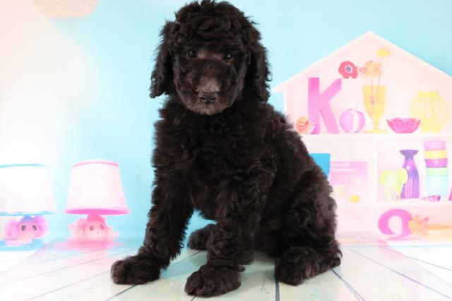 スタンダードプードルの子犬一覧 ペットショップcoo Riku スタンダードプードルの子犬一覧 ペットショップcoo Riku