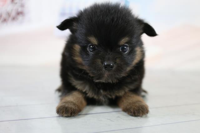 小倉店のご案内 北九州市小倉南区葛原東 ペットショップcoo Riku