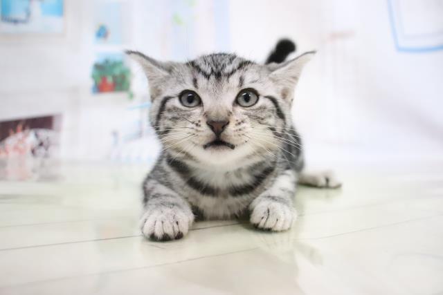 東大阪店のご案内  東大阪市西堤本通西  ペットショップCoou0026RIKU