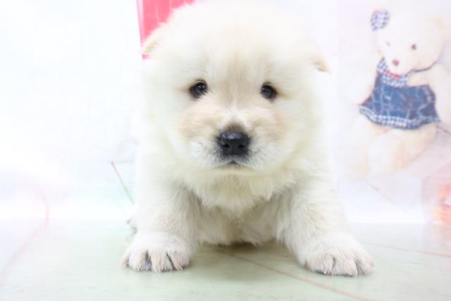 チャウチャウの子犬一覧 ペットショップcoo Riku