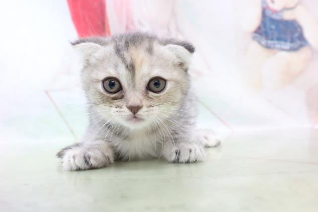 千葉県のフォールデックス (Coo&RIKU南柏店/2021年9月25日生まれ/女の子/ブルーパッチドマッカレルタビー)の子猫