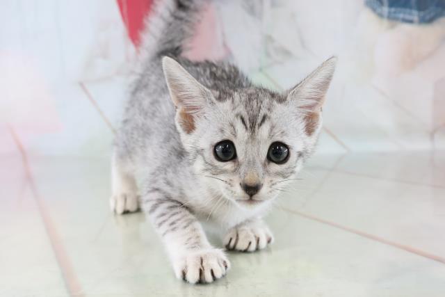エジプシャンマウの子猫 メス 長津田店 ペットショップcoo Riku エジプシャンマウの子猫 メス 長津田店 ペットショップcoo Riku
