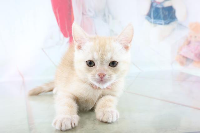 マンチカンの子猫 メス 豊島店 ペットショップcoo Riku