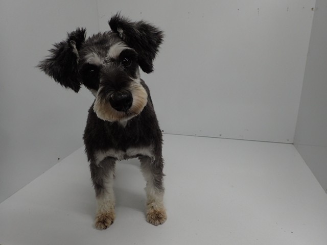 ミニチュア・シュナウザー