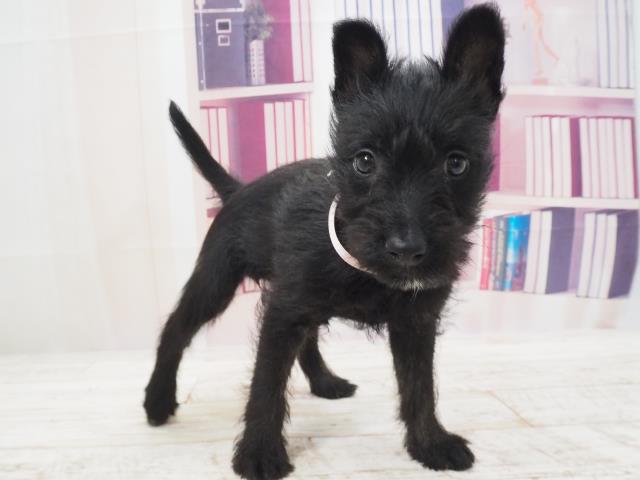 ペットショップcoo Riku スコティッシュテリア