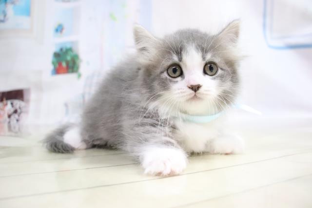 マンチカンの子猫 オス 長崎佐世保店 ペットショップcoo Riku