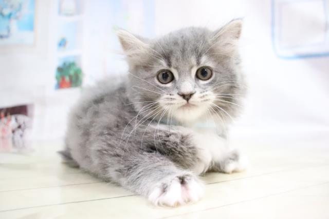 マンチカンの子猫 オス 寝屋川店 ペットショップcoo Riku