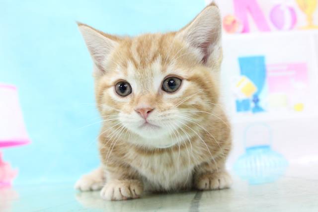 マンチカンの子猫 オス 鹿児島店 ペットショップcoo Riku