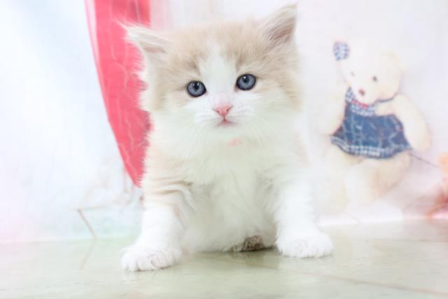 沖縄県のノルウェージャンフォレストキャット (Coo&RIKUイーアス沖縄豊崎店/2021年10月17日生まれ/女の子/クリームホワイト)の子猫