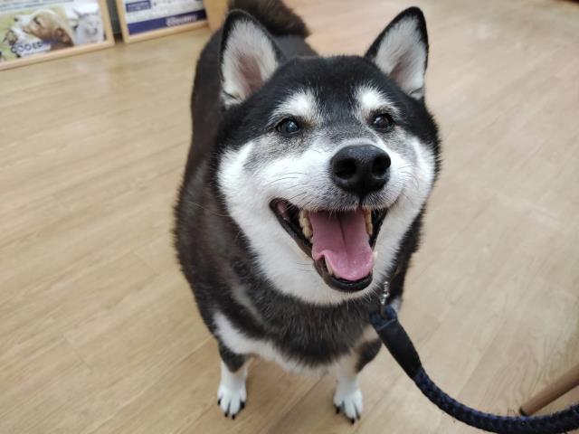 保護犬一覧 ペットショップcoo Riku