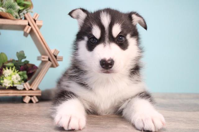 ペットショップcoo Riku シベリアンハスキー