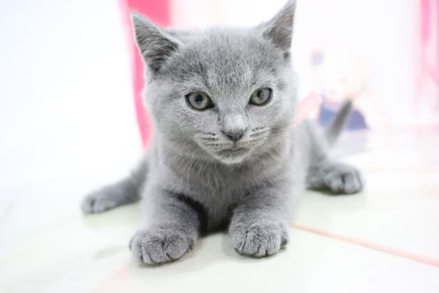 シャルトリューの子猫 メス 伊丹店 ペットショップcoo Riku