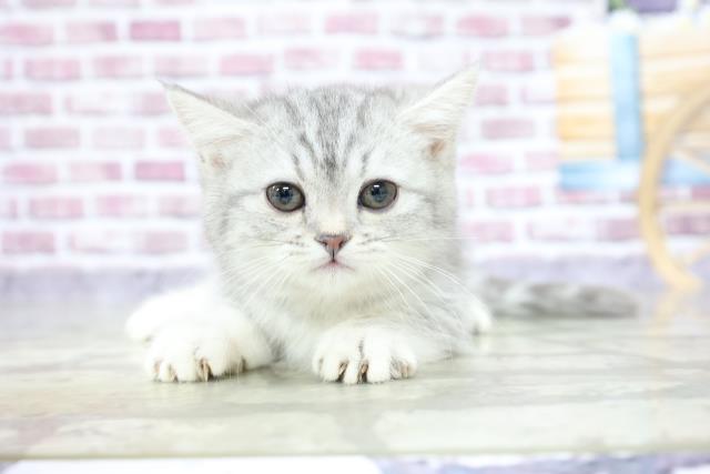 マンチカンの子猫 メス 熊谷ニットーモール店 ペットショップcoo Riku