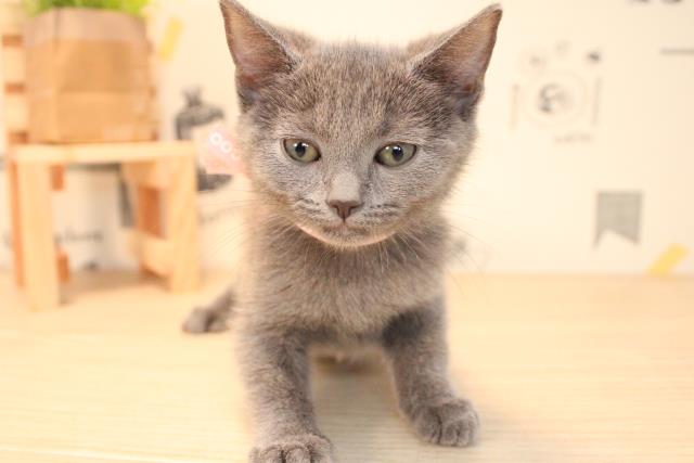 シャルトリューの子猫一覧 ペットショップcoo Riku