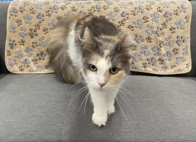 ノルウェージャン・フォレストキャット