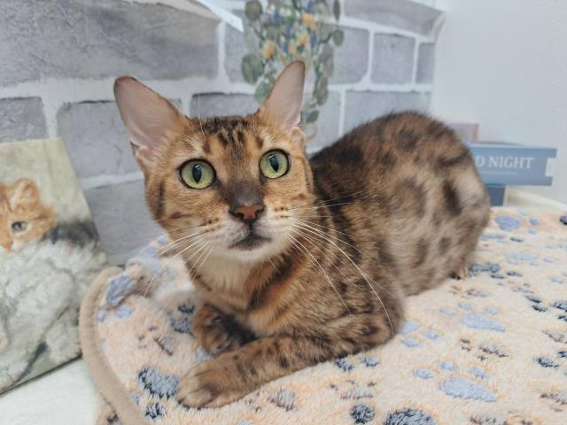 ベンガル