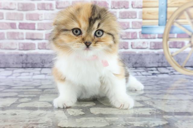 神奈川県のスコティッシュフォールド (Coo&RIKU秦野店/2021年10月30日生まれ/女の子/キャリコ)の子猫