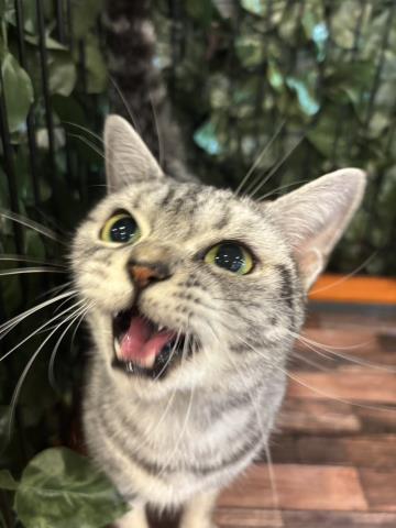 アメリカンショートヘアー