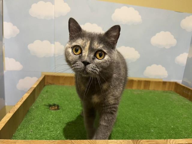 ブリティッシュショートヘアー