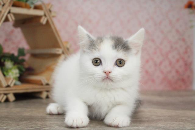 山口県のスコティッシュフォールド (Coo&RIKUシーモール下関店/2021年10月28日生まれ/女の子/ダイリュートキャリコ)の子猫