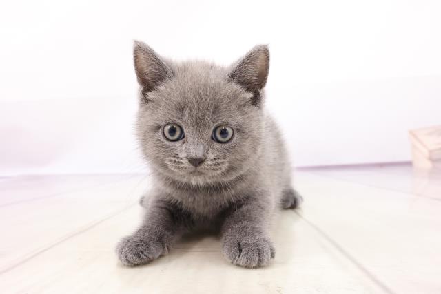 シャルトリューの子猫一覧 ペットショップcoo Riku