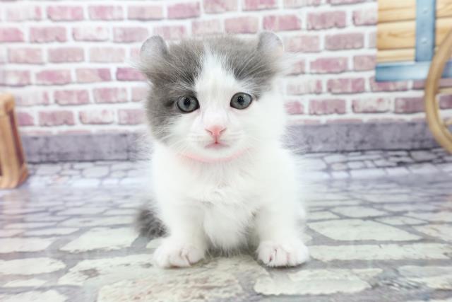 滋賀県のキンカロー (Coo&RIKU東近江店/2021年11月1日生まれ/女の子/ブルーホワイト)の子猫