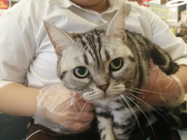 アメリカンショートヘアー