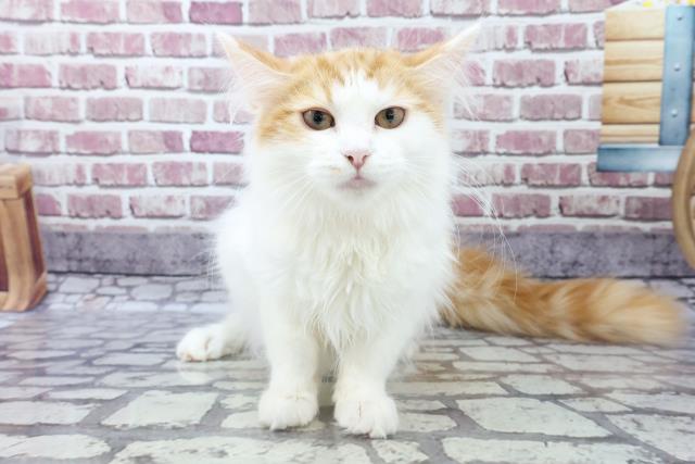 メインクーンの子猫一覧 ペットショップcoo Riku