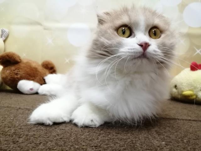 スコティッシュフォールド