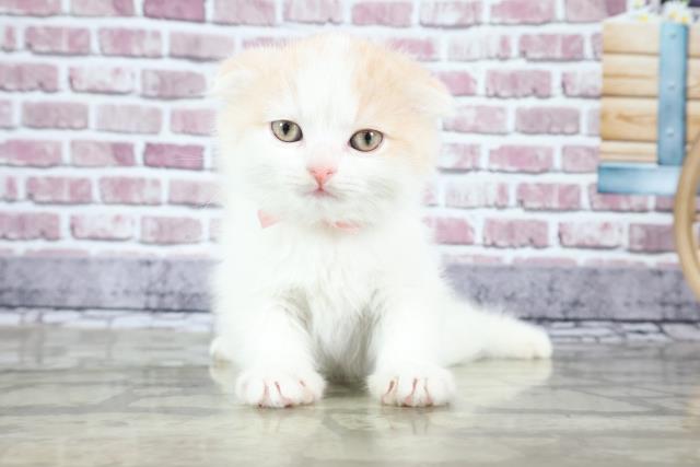 出雲店のご案内 出雲市渡橋町 ペットショップcoo Riku