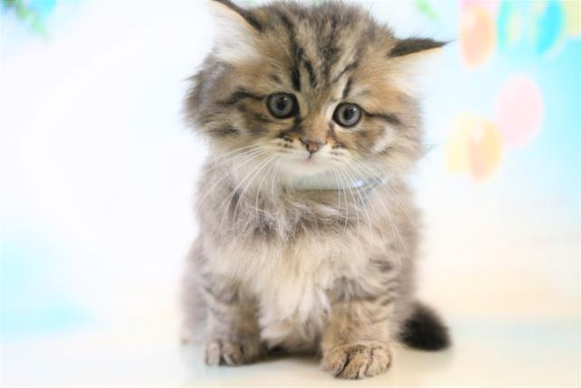 マンチカンの子猫 オス 大分店 ペットショップcoo Riku