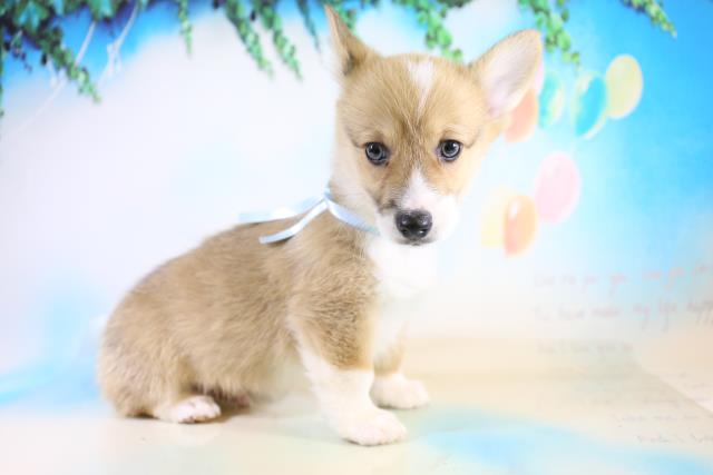 ウェルシュ コーギーの子犬一覧 ペットショップcoo Riku